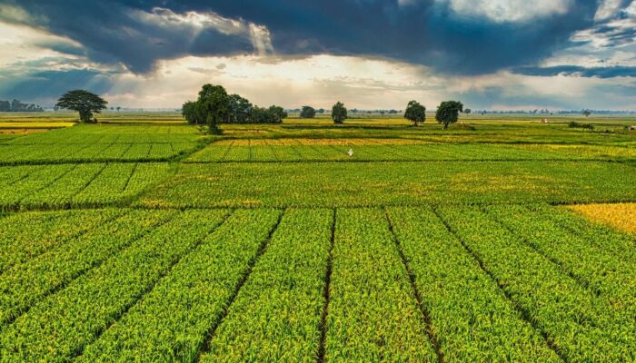 Prelazione agraria società agricole