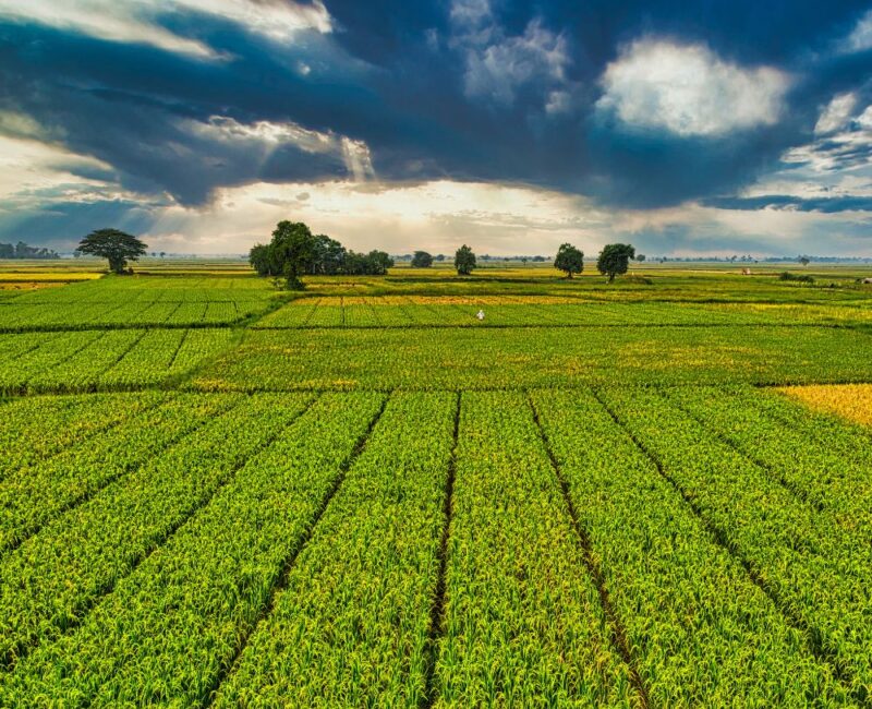 Prelazione agraria società agricole