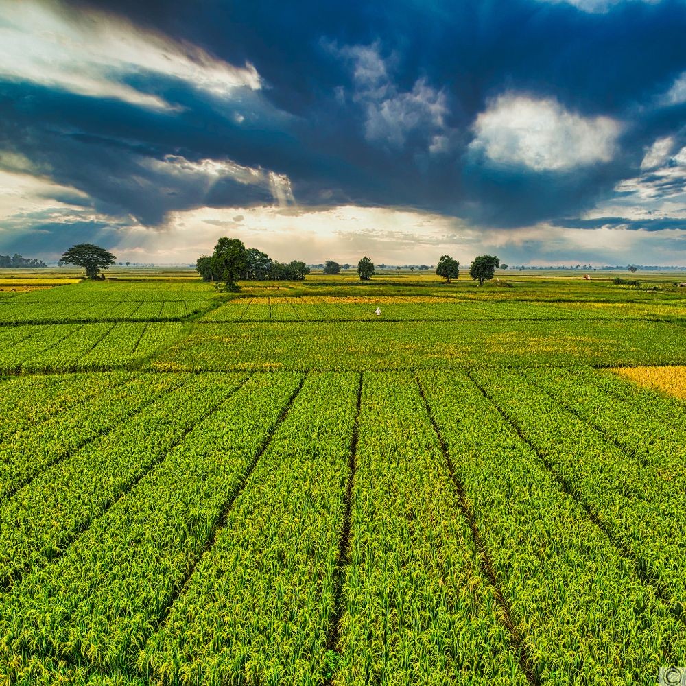 Prelazione agraria società agricole